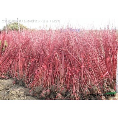 紅梅樹(shù)產(chǎn)地 紅梅樹(shù)價(jià)格 紅梅樹(shù)圖片 銷(xiāo)售原生紅梅樹(shù)