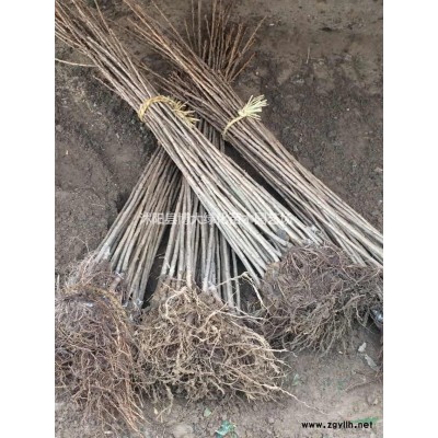 大葉黃楊價(jià)格 大葉黃楊苗產(chǎn)地 大葉黃楊苗圖片 綠化工程苗木