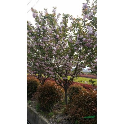 紫薇，紫薇供應，2020年紫薇價格，蕭山紫薇低價格