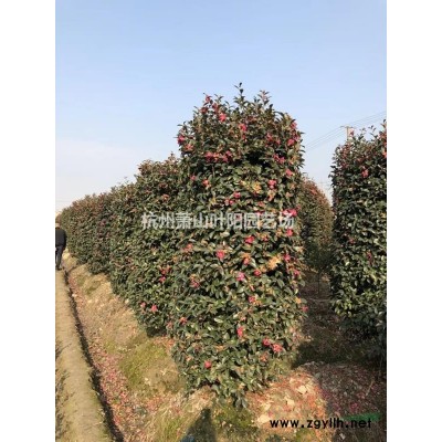 供應紅葉石楠小杯苗 及大杯小毛球