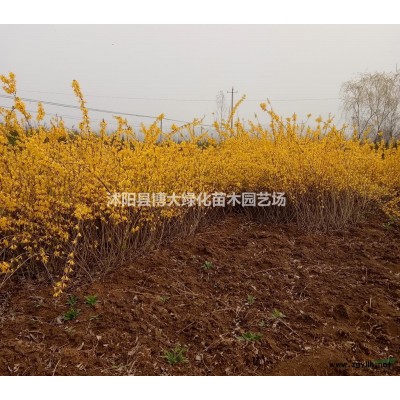 塔柏苗產(chǎn)地 塔柏價(jià)格 塔柏圖片 銷(xiāo)售塔柏苗 四季常青苗木