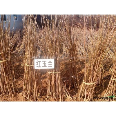 龍柏價(jià)格 小龍柏產(chǎn)地 龍柏圖片 常青綠化苗木