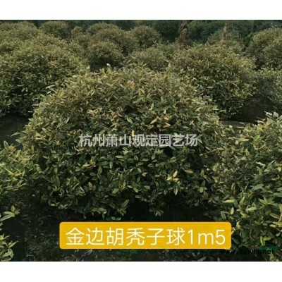 杭州蕭山黃金菊大杯苗供應