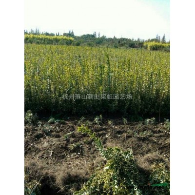 杭州蕭山紅花繼木球，紅花繼木球供應，2020年紅花繼木球價格