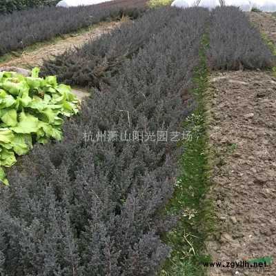 供應大葉黃楊毛球及各規格球類 以及大葉黃楊柱形苗