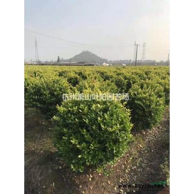 供應紅葉石楠柱 大小規格