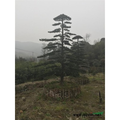 供應桃葉珊瑚色塊苗及小毛球