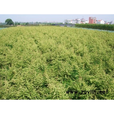 金森女貞價(jià)格 金森女貞產(chǎn)地 金森女貞圖片 綠化苗木價(jià)格