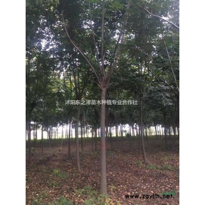 江蘇沭陽叢生五角楓