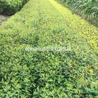 法國冬青，2020年法國冬青價格，法國冬青