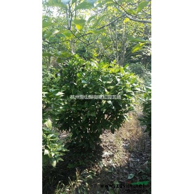 雞爪槭，2020年雞爪槭價格，雞爪槭