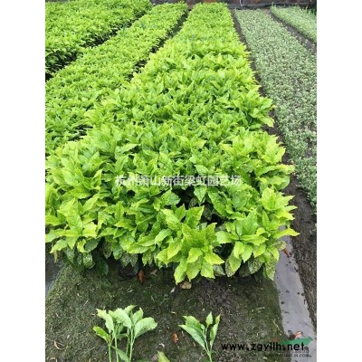 海桐球，海桐球供應，蕭山苗木，2020年海桐球價格