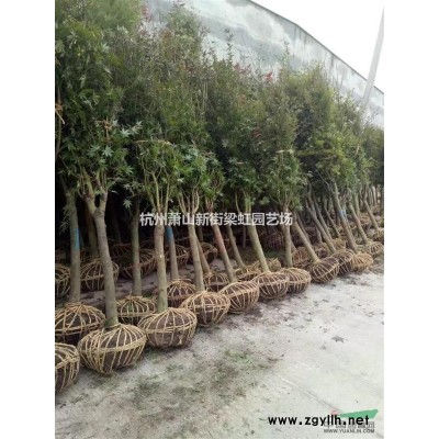 紅花繼木小毛球，蕭山苗木，紅花繼木小毛球價格