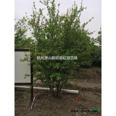 龜甲冬青，龜甲冬青球，龜甲冬青球供應，蕭山苗木