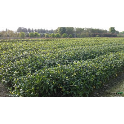 桃葉珊瑚，花葉珊瑚，灑金珊瑚，2020年桃葉珊瑚價格