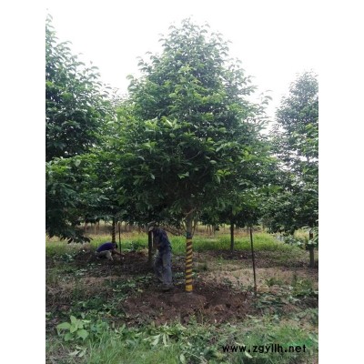 供應2-15公分紫薇 精品苗