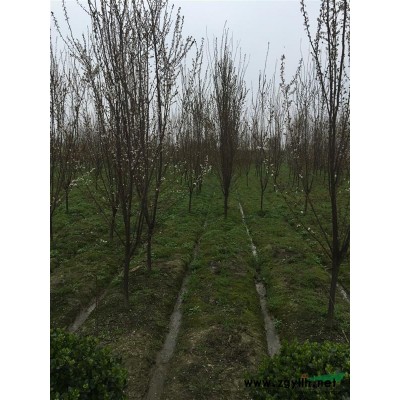 供應 大葉黃楊色塊苗及小毛球