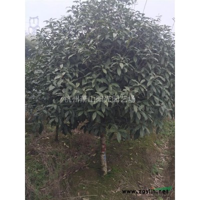 金邊黃楊色塊及小毛球