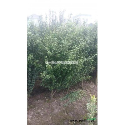 千屈菜，2020年千屈菜價格，千屈菜