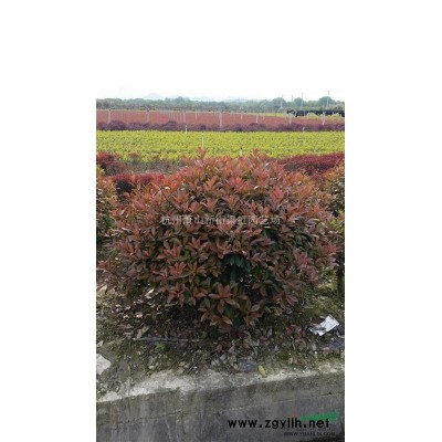 金邊黃楊球，蕭山苗木，2020年金邊黃楊球價格，金邊黃楊球供