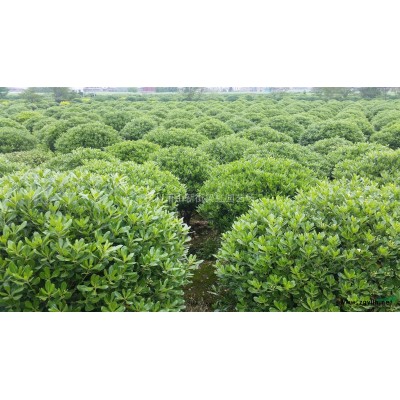 結(jié)香，結(jié)香供應，2020年結(jié)香價格，蕭山苗木