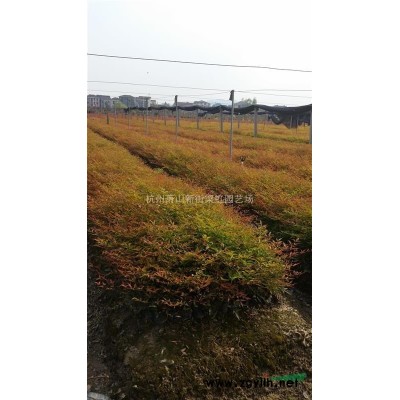 大葉黃楊，大葉黃楊供應，2020年大葉黃楊價格，蕭山苗木