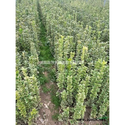 銷(xiāo)售衛(wèi)矛綠籬苗 衛(wèi)矛工程苗價(jià)格 衛(wèi)矛球價(jià)格