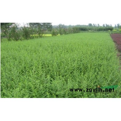 膠東衛(wèi)矛價(jià)格 膠東衛(wèi)矛產(chǎn)地 膠東衛(wèi)矛圖片 綠化工程苗木