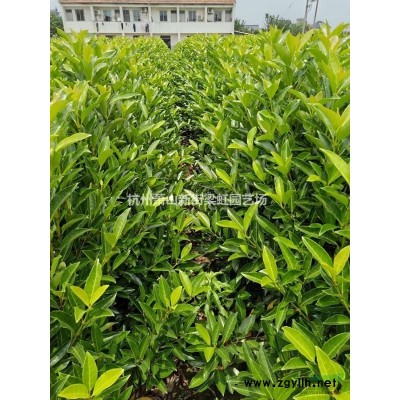 金絲桃，金絲桃供應，金絲桃蕭山苗，蕭山苗，2020年金絲桃