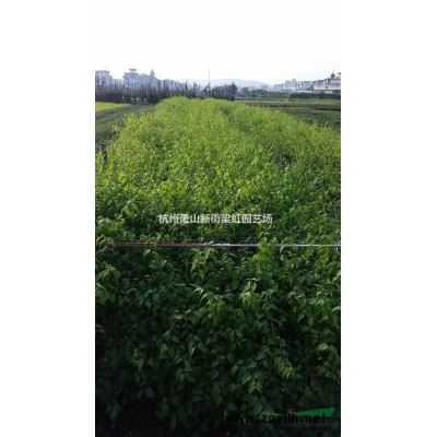 大葉梔子，大葉梔子供應，2020年大葉梔子價格，蕭山大葉梔子