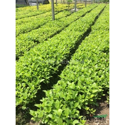 大葉梔子花色塊苗及小毛球