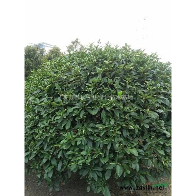 2一18公分紅綠梅基地/美人梅價格/榆葉梅圖片/產地行情