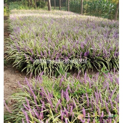 豐花月季價(jià)格 豐花月季苗產(chǎn)地 豐花月季花圖片 花灌木