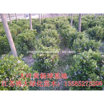 銷(xiāo)售紅葉石楠柱 紅葉石楠柱價(jià)格 紅葉石楠柱圖片 綠化苗木