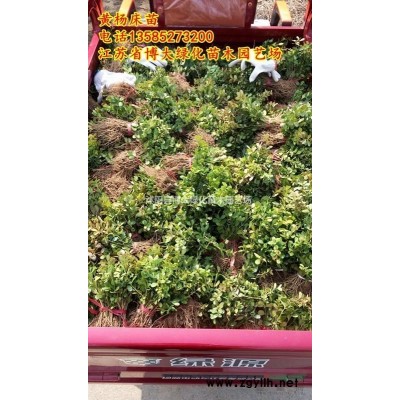 金葉女貞柱價(jià)格 金葉女貞柱圖片 銷(xiāo)售金葉女貞柱 綠化苗木