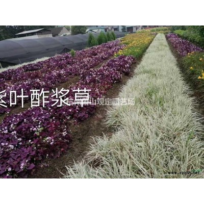 無刺構骨球p1,5m---p2m冠精品