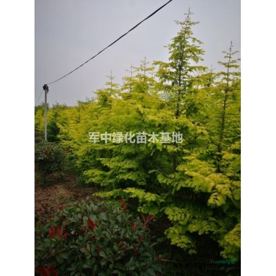 江蘇供應各類床苗 有需要聯系 如圖