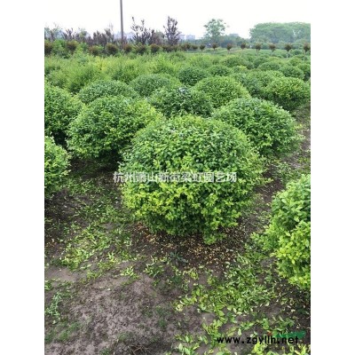 雞爪槭，雞爪槭供應，2020年雞爪槭價格，蕭山雞爪槭低價格