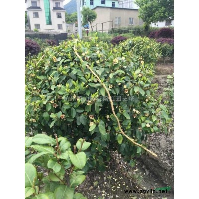 西府海棠，西府海棠供應，2020年西府海棠價格，蕭山西府海棠