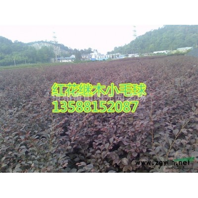 供應小葉扶芳藤色塊苗