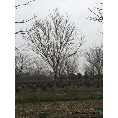 供應亮綠忍冬小杯苗 及大杯毛球