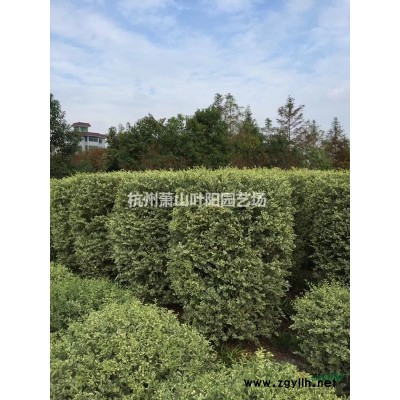 金絲桃色塊苗及小毛球 小杯苗