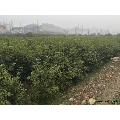 金葉大花六道木小杯 大杯苗