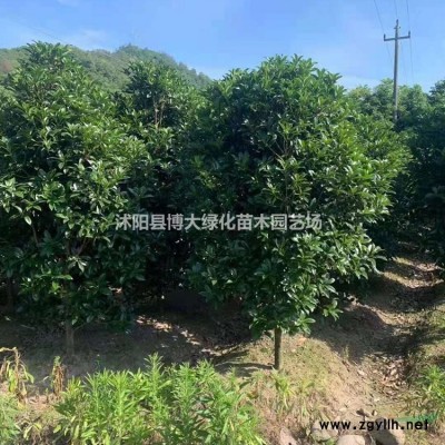 瓜子黃楊產(chǎn)地 瓜子黃楊樹(shù)苗價(jià)格 獨(dú)桿瓜子黃楊樹(shù)價(jià)格