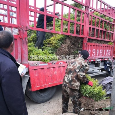 扶芳藤價(jià)格 扶芳藤苗產(chǎn)地 扶芳藤苗圖片 綠化苗木價(jià)格