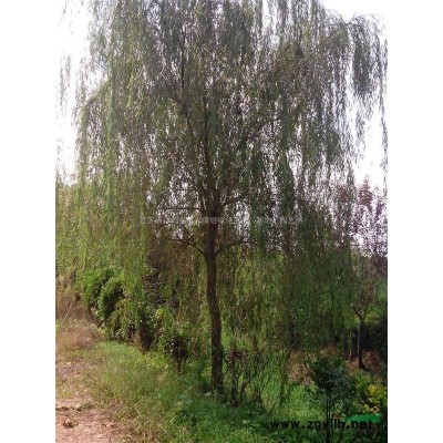 月季價(jià)格 月季苗產(chǎn)地 月季苗圖片 綠化工程苗木