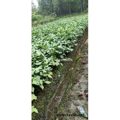 蕭山基地花葉落石，2020花葉落石價格，花葉落石低價出售