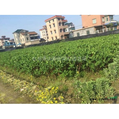 海桐，海桐球，2020年海桐價格，蕭山海桐低價格