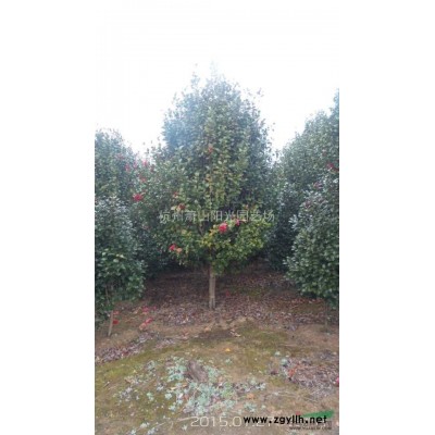 各規格紅花檵木球