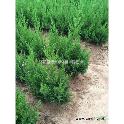 大葉黃楊產(chǎn)地 獨(dú)桿大葉黃楊球價(jià)格 獨(dú)桿冬青球 高桿大葉黃楊球